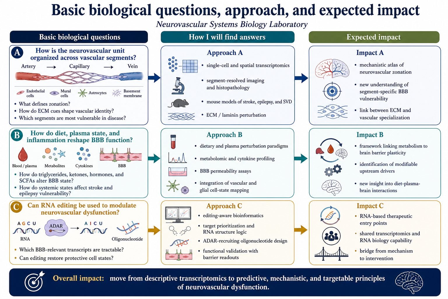 Basic biological questions, approach and expected impact — Neurovascular Systems Biology Laboratory.